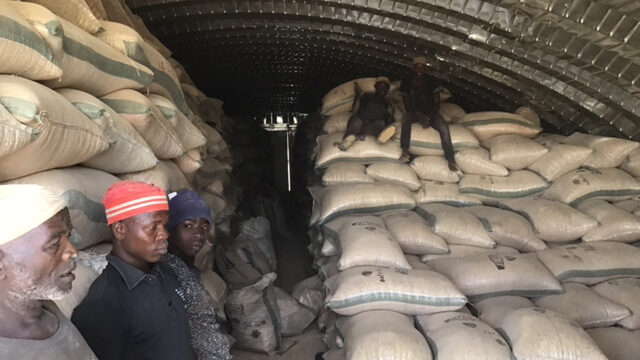Trabajadores de una empresa agrícola apoyada por la institución financiera Babban Gona en Nigeria.